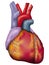 Human heart detailed