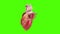 Human heart on a green screen background, Visual heart beating, Human anatomy, cardiovascular system. Full hd high resolution