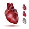 Human heart illustration