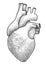 Human heart illustration, drawing, engraving, ink, line art, vector