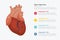 Human heart infographic with some point title description for information template -