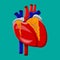 Human heart. Internal organ.