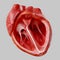 Human heart. Internal Organs Anatomy, 3D rendering