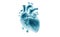 Human heart model. X-ray picture. 3d illustration on isolated background