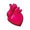 Human heart, muscular organ, symbol, icon. Vector illustration cartoon style