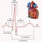 Human heart normal sinus rhythm and heart anatomy