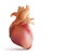 Human heart show powder i s a 3D image.