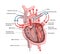 Human heart structure