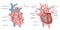 Human heart structure