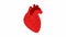 Human heart on a white background. video