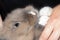 Human holds in his hand a beautiful fluffy light brown Dutch dwarf rabbit