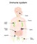 Human Immune and lymphatic systems