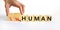 Human or inhuman symbol. Businessman turns wooden cubes and changes the word inhuman to human. Beautiful white table white