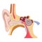 Human inner ear anatomy. Hearing organs.