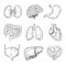 Human inner organs. Hand drawn brain, heart and kidneys, stomach and bladder. Sketch medical isolated vector