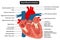 Human interior heart muscle anatomy infographic diagram