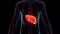 Human Internal Digestive Organ Liver Anatomy Animation Concept
