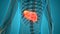 Human Internal Digestive Organ Liver Anatomy Animation Concept