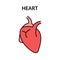 Human internal organ heart. Healthy strong organs. Vector illustration
