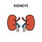 Human internal organ kidneys. Healthy strong organs. Vector illustration