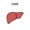 Human internal organ liver. Healthy strong organs. Vector illustration