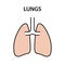 Human internal organ lungs. Healthy strong organs. Vector illustration