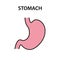 Human internal organ stomach. Healthy strong organs. Vector illustration