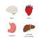 Human Internal organs, cartoon anatomy body parts brain and heart, stomach and liver with gall bladder, vector illustration