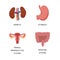 Human Internal organs, cartoon anatomy body parts stomach with intestinal system, kidneys and and female reproductive system,