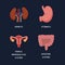 Human Internal organs, cartoon anatomy body parts stomach with intestinal system, kidneys and and female reproductive system,