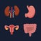 Human Internal organs, cartoon anatomy body parts stomach with intestinal system, kidneys and and female reproductive system,