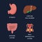 Human Internal organs, cartoon anatomy body parts, stomach with intestinal system, liver with gall bladder and male reproductive