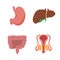 Human Internal organs, cartoon anatomy body parts, stomach with intestinal system, liver with gall bladder and male reproductive