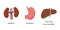 Human Internal organs, cartoon anatomy body parts, stomach, kidneys and liver with gall bladder, vector illustration