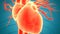 Human Internal Organs Circulatory System Heart Beat Anatomy Animation Concept