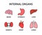 Human internal organs icon collection. Healthy strong organs. Heart, liver, brain, stomach, lungs, kidneys. Vector illustration