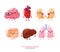 Human internal organs illustrations. Funny human body organs. Kidneys, liver. Heart, brain and lungs.