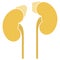 Human internal organs: kidneys, adrenal glands and ureters. Flat design