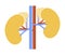 Human internal organs: kidneys, adrenal glands and ureters. Illustration.  Flat design