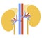 Human internal organs: kidneys, adrenal glands and ureters. Illustration. Flat design