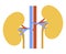 Human internal organs: kidneys and ureters. Vector image. Flat design