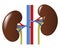 Human internal organs: kidneys and ureters. Vector image. Flat design