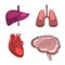 Human internal organs liver, brain, lungs, heart medicine anatomy.