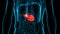 Human Internal Organs Pancreas Anatomy Animation Concept