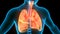 Human Internal organs Respiratory System Lungs with Alveoli Anatomy