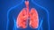 Human Internal Organs Respiratory System Lungs with Alveoli Anatomy Animation Concept