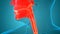 Human Internal Organs Respiratory System Lungs with Alveoli Anatomy Animation Concept