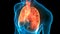 Human Internal Organs Respiratory System Lungs Anatomy