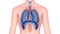 Human Internal Organs Respiratory System Lungs, Diaphragm Anatomy