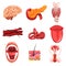 Human internal organs sett, brain, thyroid, ear, vessetls, tongue, skin, mouth, female reproductive system vector